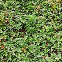 نهال توت فرنگی سابرینا|خدمات باغبانی و درختکاری|دلند, |دیوار