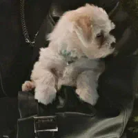 شیتزو سفید|سگ|تبریز, |دیوار