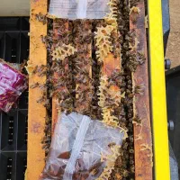 زنبور عسل کارنیکا f1