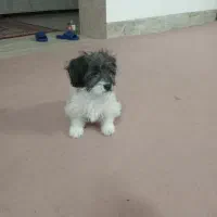 سگ پاکوتاه|سگ|تربت جام, خیرآباد|دیوار