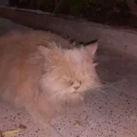 گربه|گربه|بیرجند, |دیوار