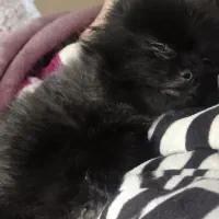 سگ پامر|سگ|اصفهان, نقش جهان|دیوار