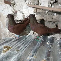 کفتر کبوتر|پرنده|بروجرد, |دیوار