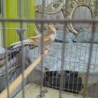 قناری نرو ماده