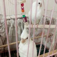 عروس هلندی