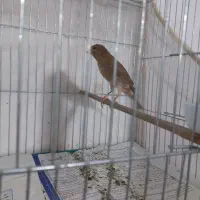 قناری  ماده اصیل