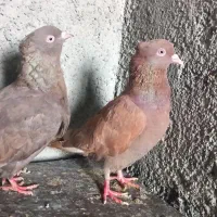 کبوتر قرمز  سرخ و سرکه ای کاکلی