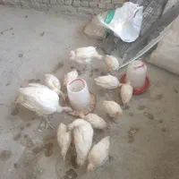 بوقلمون گوشتی بیوتی|حیوانات مزرعه|مشهد, کشاورز|دیوار