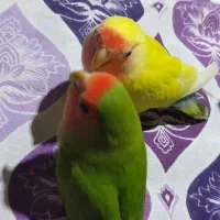 یک جفت کوتوله دستی|پرنده|شهرضا, |دیوار