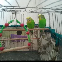 مرغ عشق  انگلیسی نر و ماده