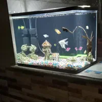 اکواریوم حرفه ای و ماهی نژاد دار