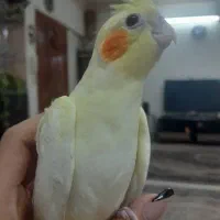 جوجه عروس هلندی|پرنده|کرج, محمود آباد|دیوار