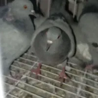 کبوتر چاهی گوشتی|پرنده|دره شهر, |دیوار