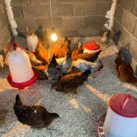 فروش ۵۰ تامرغ و خروس محلی گلپایگان و برهما|حیوانات مزرعه|هشتگرد, تهران دشت|دیوار