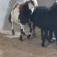 بره قوچی|حیوانات مزرعه|تربت جام, جلگه موسی آباد|دیوار