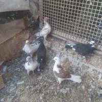 کبوتر درپرنده