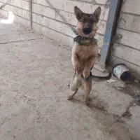 سلام وقت بخیر فروش سگ ژرمن شپر3سال الی یک سال
