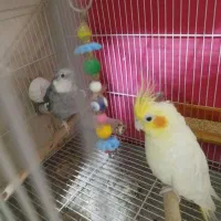 عروس هلندی سخنگو سه جفت هستن