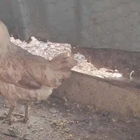 مرغ محلی|حیوانات مزرعه|امیدیه, |دیوار