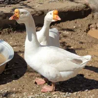 قوقاز لیندا ۲ عدد