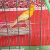 قناری نر ریز خان