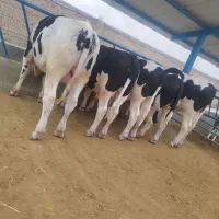 5 تا گوساله نر میانگین وزن 430کیلو چاق و تعدادگاو