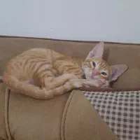 واگذاری رایگان گربه نر ۴ماهه