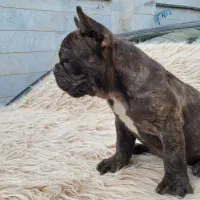 فرنچ بولداگ|سگ|ابهر, |دیوار