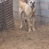 سرابی نگهبان درشت سنگین وزن
