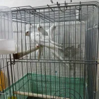 جفت عروس هلندی البینیوباجوجه|پرنده|سوسنگرد, |دیوار