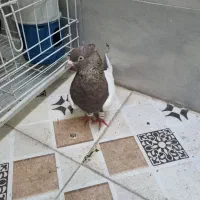 کبوتر سینه قهوی|پرنده|اهواز, شهرک رزمندگان|دیوار