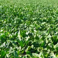 فروش اسفناج تازه