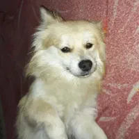 واگذاری دو تا اشپیتز نر 9 ماهه|سگ|فردیس, شهرک وحدت|دیوار