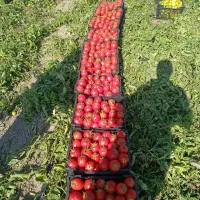 اجاره چهار هکتار زمین کشاورزی روستای قوام آباد