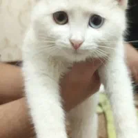 گربه وان ترکیش