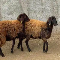 گوسفند و گوساله قصاب سلاخ ذبح عید قربان
