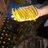 خیارشور وکیوم