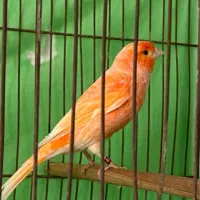 یک جفت قناری اورجینال درجه یک پلاک۲۰۲۴ عتیقه