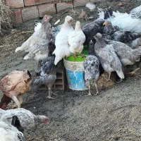 جوجه مرغ و خروس