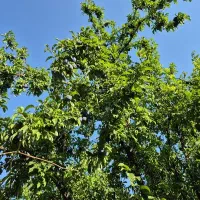 سرایدار