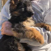 سگ ژرمن شولاین حرفه ای از نسل وارداتی