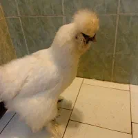 مرغ ابریشمی