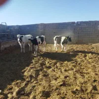 گوساله ماده|حیوانات مزرعه|برخوار, |دیوار