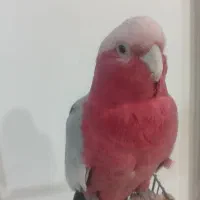 گالارز کاکادو آرا راهب کاسکو کایک
