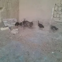 جوجه بوقلمون|حیوانات مزرعه|همدان, |دیوار