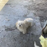 کوپر جنسیت نر قد یک وجب|سگ|تایباد, |دیوار