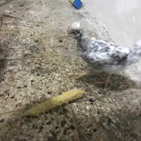 مرغ نژاد گلین تاج دار