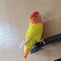 خیابون معلم قیم