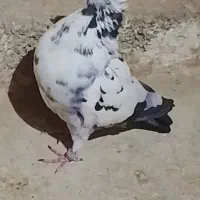 کبوتران  پرشی