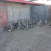 فروش گله مولد قو غاز|حیوانات مزرعه|بناب, |دیوار